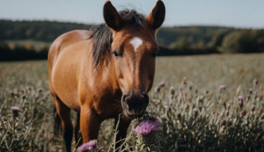 Cheval bai qui mange des chardon