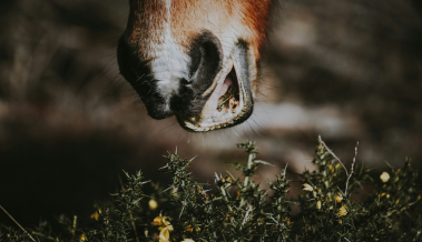 Cheval qui se soigne en mangeant des plantes