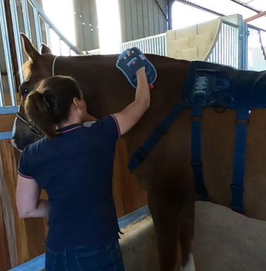 massage cheval aux écuries de la Blandinerie, pension pour chevaux et écurie de propriétaire