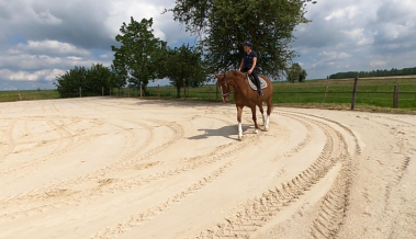 Cheval monté dans la carrière de l'écurie de propriétaire, écurie de la Blandinerie