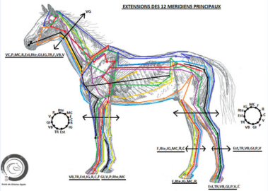 Massage cheval bien-être aux écuries de la Blandinerie, écurie de propriétaire