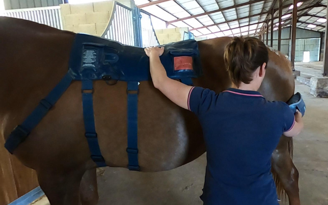 Séances de massages pour chevaux dans l'écurie de propriétaire, l'écurie de la Blandinerie