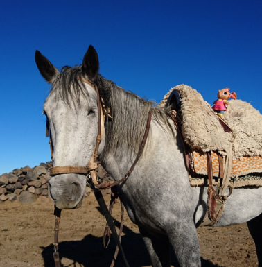 Cheval argentine