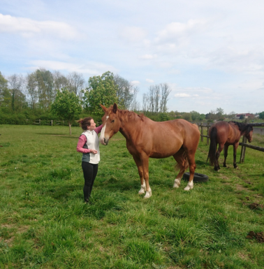 Massage cheval au pré aux écuries de la Blandinerie