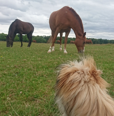 Chevaux au prés aux écuries de la Blandinerie