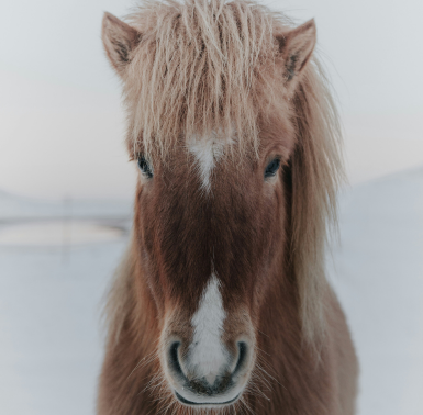 Poney acceptés dans notre écurie de propriétaire