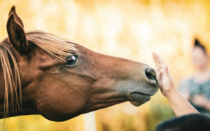 Cheval main massage cheval